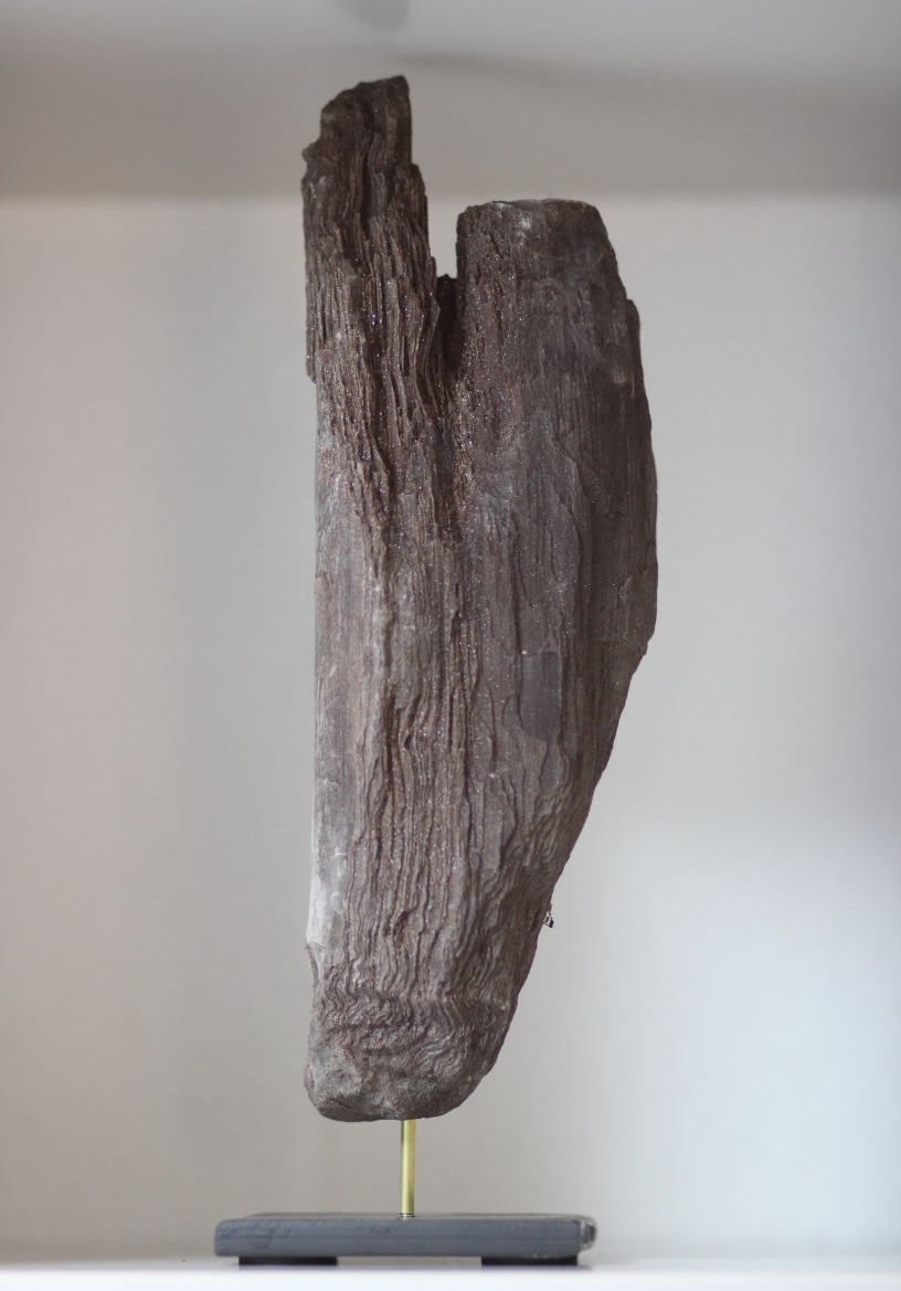 versteinertes holz, braun, hoch
