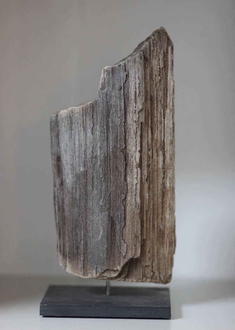 versteinertes holz, gerader aufschnitt