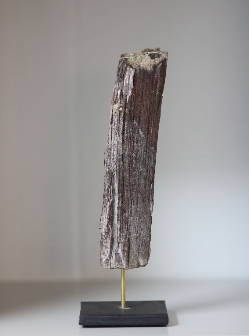 versteinertes holz, schmal, goldener fuß
